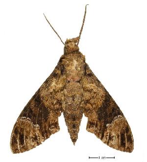  ( - USNM ENT 00196281)  @12 [ ] Copyright (2010) Scott Miller Smithsonian Institution