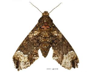  ( - USNM ENT 00196436)  @12 [ ] Copyright (2010) Scott Miller Smithsonian Institution