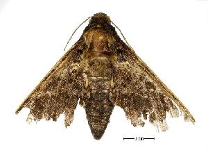  ( - USNM ENT 00196437)  @12 [ ] Copyright (2010) Scott Miller Smithsonian Institution