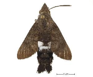  (Leucostrophus alterhirundo - USNM ENT 00196447)  @14 [ ] Copyright (2010) Scott Miller Smithsonian Institution