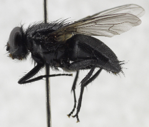  ( - USNM ENT 01373053)  @14 [ ] CreativeCommons - Attribution Share-Alike (2017) Unspecified Smithsonian Institution National Museum of Natural History