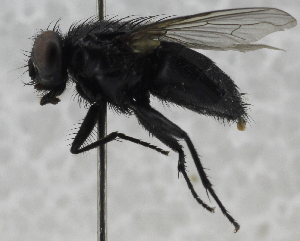  ( - USNM ENT 01373056)  @14 [ ] CreativeCommons - Attribution Share-Alike (2017) Unspecified Smithsonian Institution National Museum of Natural History