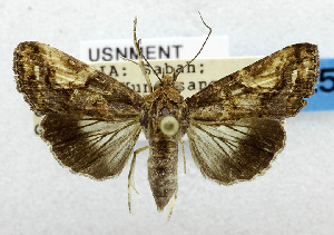  (Lophoptera coangulata - USNM ENT 01067443)  @14 [ ] Unspecified (default): All Rights Reserved  Unspecified Unspecified