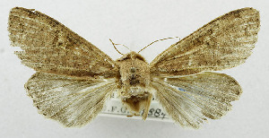  ( - USNM ENT 01068191)  @13 [ ] Unspecified (default): All Rights Reserved  Unspecified Unspecified