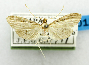  (Tatobotys picrogramma - USNM ENT 01068266)  @11 [ ] Unspecified (default): All Rights Reserved  Unspecified Unspecified
