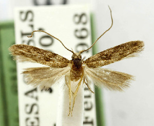  (Ephysteris longicornis - USNM ENT 01068702)  @11 [ ] Unspecified (default): All Rights Reserved  Unspecified Unspecified