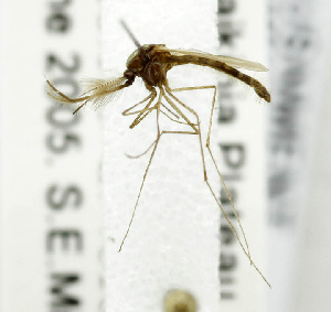  (Aedes mcintoshi - USNM ENT 01068816)  @11 [ ] Unspecified (default): All Rights Reserved  Unspecified Unspecified