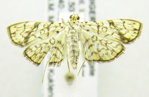  (Haritalodes polycymalis - USNM ENT 00676662)  @14 [ ] Unspecified (default): All Rights Reserved  Unspecified Unspecified