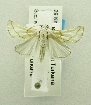  (LepidopteraGEN sp. ABA5661 - USNM ENT 00719796)  @13 [ ] Unspecified (default): All Rights Reserved  Unspecified Unspecified