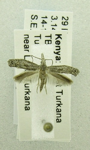  (LepidopteraGEN sp. ABA5657 - USNM ENT 00719845)  @12 [ ] Unspecified (default): All Rights Reserved  Unspecified Unspecified