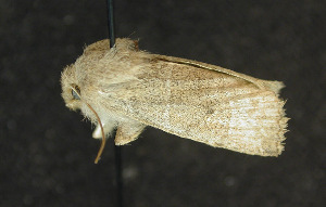  ( - moth126.01)  @12 [ ] CreativeCommons - Attribution (2010) CBG Photography Group Centre for Biodiversity Genomics