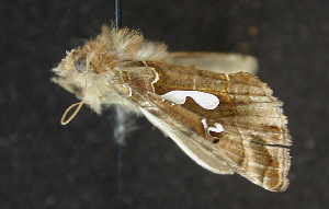 ( - moth183.01)  @12 [ ] CreativeCommons - Attribution (2010) CBG Photography Group Centre for Biodiversity Genomics