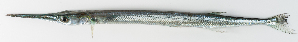  ( - M005-025)  @11 [ ] Copyright (2013) D. Ponton IRD