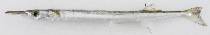  ( - M031-093)  @11 [ ] Copyright (2014) D. Ponton IRD