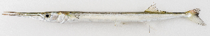  ( - M034-001)  @11 [ ] Copyright (2014) D. Ponton IRD