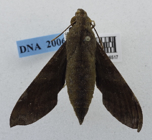  ( - USNM ENT 00196517)  @12 [ ] Unspecified (default): All Rights Reserved  Unspecified National Museum of Natural History, Smithsonian Institution
