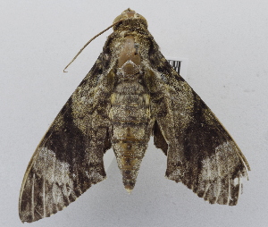  ( - USNM ENT 00196530)  @12 [ ] Unspecified (default): All Rights Reserved  Unspecified National Museum of Natural History, Smithsonian Institution