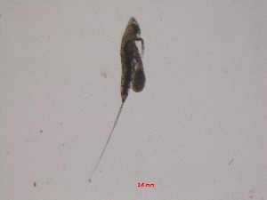  ( - ADN-783)  @11 [ ] Copyright (2025) Ximena Orosco Montenegro Instituto del Mar del Peru