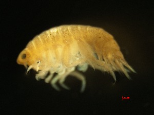  (Thamneidae - ADN-787)  @11 [ ] Copyright (2025) Ximena Orosco Montenegro Instituto del Mar del Peru