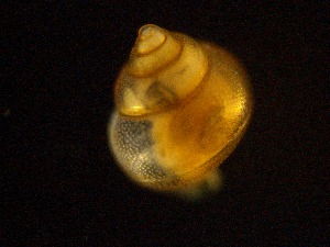  ( - ADN-1029)  @11 [ ] Copyright (2025) Ximena Orosco Montenegro Instituto del Mar del Peru