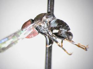  (Clistoabdominalis sp. az9 - CNCD-3378)  @13 [ ] CreativeCommons - Attribution Non-Commercial (2010) Jeffrey H. Skevington Agriculture and Agri-Food Canada