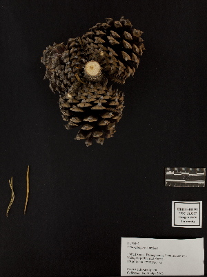  (Pinus pungens - PNCA0024)  @12 [ ] CreativeCommons - Attribution Non-Commercial Share-Alike (2012) David Sebastian Gernandt Universidad Nacional Autonoma de Mexico, Instituto de Biologia
