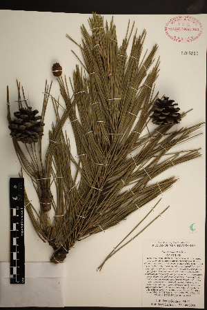  (Pinus resinosa - PNCA292)  @13 [ ] CreativeCommons - Attribution Non-Commercial Share-Alike (2012) David Sebastian Gernandt Universidad Nacional Autonoma de Mexico, Instituto de Biologia