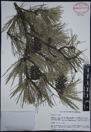  (Pinus echinata - PNCA186)  @13 [ ] CreativeCommons - Attribution Non-Commercial Share-Alike (2012) David Sebastian Gernandt Universidad Nacional Autonoma de Mexico, Instituto de Biologia