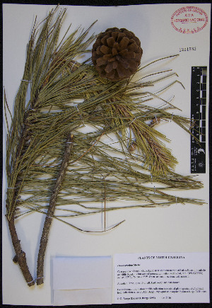  (Pinus serotina - PNCA264)  @13 [ ] CreativeCommons - Attribution Non-Commercial Share-Alike (2012) David Sebastian Gernandt Universidad Nacional Autonoma de Mexico, Instituto de Biologia