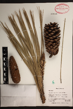  (Pinus elliottii var. densa - PNCA188)  @13 [ ] CreativeCommons - Attribution Non-Commercial Share-Alike (2009) David Sebastian Gernandt Universidad Nacional Autonoma de Mexico, Instituto de Biologia
