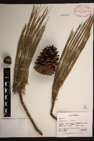  (Pinus elliottii var. elliottii - PNCA189)  @12 [ ] CreativeCommons - Attribution Non-Commercial Share-Alike (2009) David Sebastian Gernandt Universidad Nacional Autonoma de Mexico, Instituto de Biologia