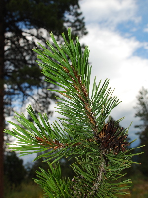  (Pinus contorta var. latifolia - PNCA168)  @14 [ ] CreativeCommons - Attribution Non-Commercial Share-Alike (2009) David Sebastian Gernandt Universidad Nacional Autonoma de Mexico, Instituto de Biologia