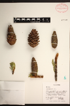  (Pinus longaeva - PNCA291)  @11 [ ] CreativeCommons - Attribution Non-Commercial Share-Alike (2012) David Sebastian Gernandt Universidad Nacional Autonoma de Mexico, Instituto de Biologia