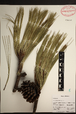  (Pinus pseudostrobus - PNCA0131)  @13 [ ] CreativeCommons - Attribution Non-Commercial Share-Alike (2012) David Sebastian Gernandt Universidad Nacional Autonoma de Mexico, Instituto de Biologia