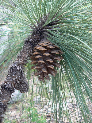  (Pinus arizonica - PNCA0140)  @15 [ ] CreativeCommons - Attribution Non-Commercial Share-Alike (2009) David Sebastian Gernandt Universidad Nacional Autonoma de Mexico, Instituto de Biologia
