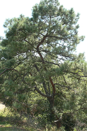  (Pinus pringlei - PNCA240)  @14 [ ] CreativeCommons - Attribution Non-Commercial Share-Alike (2009) David Sebastian Gernandt Universidad Nacional Autonoma de Mexico, Instituto de Biologia