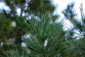  (Pinus strobiformis - PNCA0150)  @11 [ ] CreativeCommons - Attribution Non-Commercial Share-Alike (2010) David Sebastian Gernandt Universidad Nacional Autonoma de Mexico, Instituto de Biologia