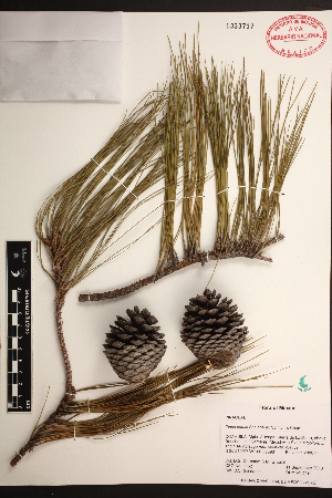  (Pinus patula var. patula - PNCA233)  @13 [ ] CreativeCommons - Attribution Non-Commercial Share-Alike (2012) David Sebastian Gernandt Universidad Nacional Autonoma de Mexico, Instituto de Biologia