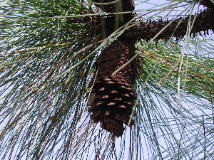  (Pinus montezumae var. montezumae - PNCA295)  @14 [ ] CreativeCommons - Attribution Non-Commercial Share-Alike (2012) David Sebastian Gernandt Universidad Nacional Autonoma de Mexico, Instituto de Biologia