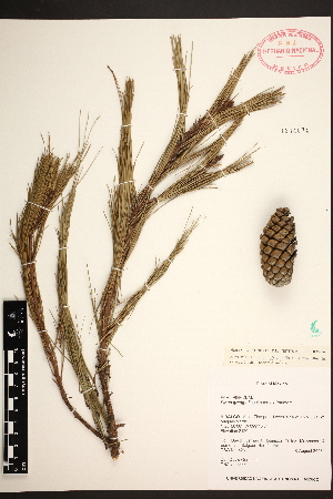  (Pinus greggii - PNCA197)  @13 [ ] CreativeCommons - Attribution Non-Commercial Share-Alike (2012) David Sebastian Gernandt Universidad Nacional Autonoma de Mexico, Instituto de Biologia