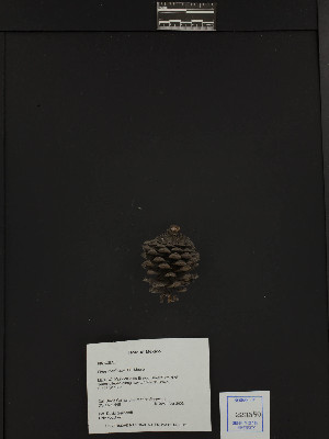  (Pinus maximinoi - PNCA215)  @12 [ ] CreativeCommons - Attribution Non-Commercial Share-Alike (2003) David Sebastian Gernandt Universidad Nacional Autonoma de Mexico, Instituto de Biologia