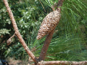  (Pinus jaliscana - PNCA203)  @13 [ ] CreativeCommons - Attribution Non-Commercial Share-Alike (2004) David Sebastian Gernandt Universidad Nacional Autonoma de Mexico, Instituto de Biologia
