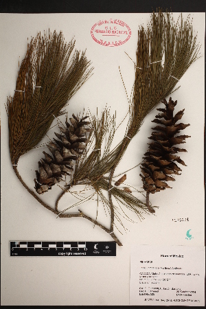  (Pinus chiapensis - PNCA0061)  @13 [ ] CreativeCommons - Attribution Non-Commercial Share-Alike (2012) David Sebastian Gernandt Universidad Nacional Autonoma de Mexico, Instituto de Biologia