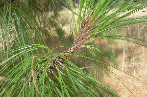 (Pinus pseudostrobus var. pseudostrobus - PNCA244)  @12 [ ] CreativeCommons - Attribution Non-Commercial Share-Alike (2006) David Sebastian Gernandt Universidad Nacional Autonoma de Mexico, Instituto de Biologia