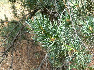  (Pinus kwangtungensis - PNCA0068)  @14 [ ] CreativeCommons - Attribution Non-Commercial Share-Alike (2006) David Sebastian Gernandt Universidad Nacional Autonoma de Mexico, Instituto de Biologia