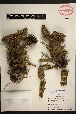  (Pinus contorta var. murrayana - PNCA169)  @14 [ ] CreativeCommons - Attribution Non-Commercial Share-Alike (2012) David Sebastian Gernandt Universidad Nacional Autonoma de Mexico, Instituto de Biologia