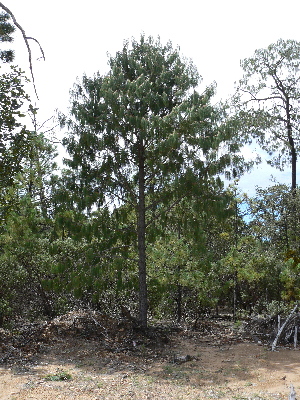  (Pinus lumholtzii - PNCA0018)  @14 [ ] CreativeCommons - Attribution Non-Commercial Share-Alike (2012) David Sebastian Gernandt Universidad Nacional Autonoma de Mexico, Instituto de Biologia