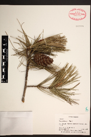 (Pinus chihuahuana - PNCA160)  @13 [ ] CreativeCommons - Attribution Non-Commercial Share-Alike (2006) David Sebastian Gernandt Universidad Nacional Autonoma de Mexico, Instituto de Biologia