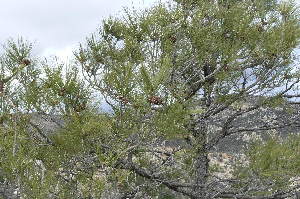  (Pinus chihuahuana - PNCA161)  @13 [ ] CreativeCommons - Attribution Non-Commercial Share-Alike (2006) David Sebastian Gernandt Universidad Nacional Autonoma de Mexico, Instituto de Biologia