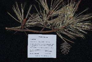  (Pinus teocote - PNCA0029)  @12 [ ] CreativeCommons - Attribution Non-Commercial Share-Alike (2012) David Sebastian Gernandt Universidad Nacional Autonoma de Mexico, Instituto de Biologia